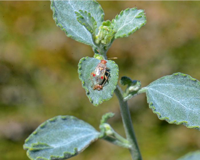 Desert Twinbugs plants are beneficial to and attract a lot of insects. Here is a “true bug” (Order Hemiptera) laying eggs on the fuzzy leaf of a Dicoria canescens